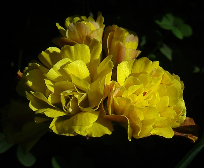 Oxalis pes-caprae a fiore doppio  (var pleniflora)